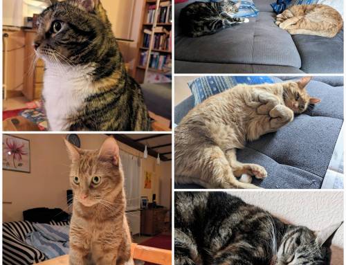 Zuhause gesucht für Freddy und Ella – Maine-Coon-Mix-Geschwister suchen gemeinsames Zuhause