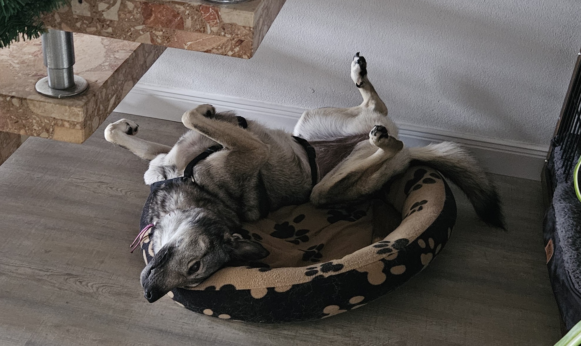 Tier – Foto 1