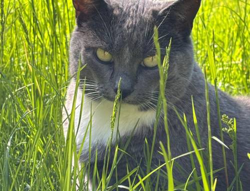 Zuhause gesucht für Muschi – ruhige, menschenbezogene Katze sucht Platz mit Freigang