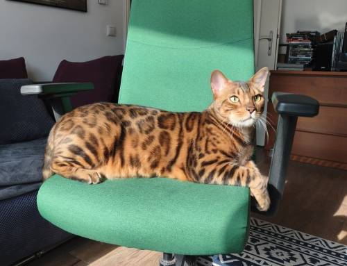 Leo